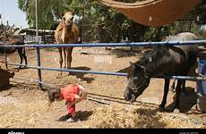 pinkeln kind peeing pferd stall