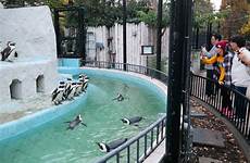 zoo ueno tokyo penguins park really soaking attention humans gorillas unlike were