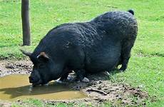 fat pig big farm animal ballito publicdomainpictures