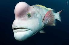 sea wrasse asian big animal head creatures animals sheepshead wildlife ocean choose board highly commended photographer year mature male