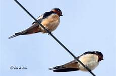 barn swallow swallows birding lisa