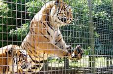 zoos captivity mogo visit educate psu 2281 siowfa15 youthvoices controversy els maltractament hewan lucu