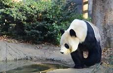 tokyo jungle japan zoos zoo ueno escape top panda weekender