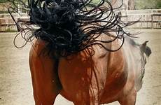 horse horses hair butt ass butts tail beautiful sexy equine animal funny looks girl pretty picture whip back ride tails