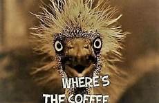 humor koffie grappige caffeine embroidery goedemorgen hut
