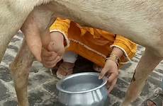 milking goat hand village