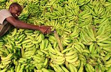 banana food bananas somalian eat somalis