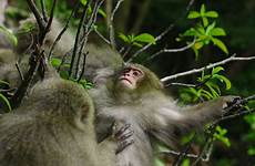 japanese mating macaque macaques primate strategies brains brawn over spatial positioning important including groups