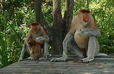 proboscis monkeys monkey