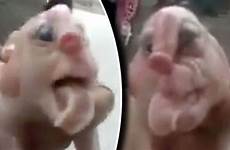 penis piglet human face weird animal born forehead strange footage sausages mutant social