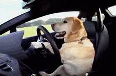 gif car funny dogs driving dog gifs tenor