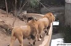 zoo embarrassing lions px