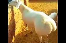 goat ass big
