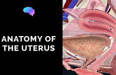 uterus ovaries