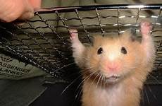 hamster help fugly funny