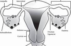 diagram uterus review normal female reproductive fallopian ultrasound where tubes examination lange ultrasonography 4th edition internal figure