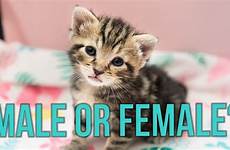 tell sex kitten kittens male female girls