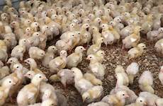 chicks farm aug amid turmoil usps thousands maine farmers dead barn run around ktla postal delivers service iowa osage olson