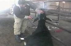 torture cow dairy farm video shows dehorning cruelty