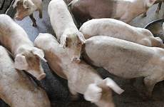 brothels animal rise bestiality zoophilia german germany pig farm animals