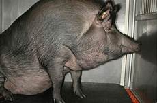 pigs hog killer cloned ossawa