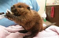 baby beavers adorable hug instantly give want advertisement full me small