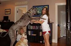 dog dane great big dogs bella large imgur owner post thought would who too families very gigantic real buzzfeed animal