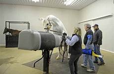 dummy mount stallion use stallions teaching horse mounting training novice aaep