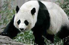 zoo cubs newborn reed reuters xiang