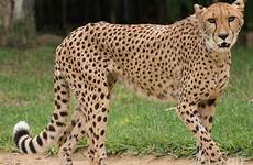 cheetah adult wal lauby photograph 19th uploaded september which