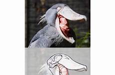 shoebill spines bird spine stork its comments why mouth reason there they do makemesuffer