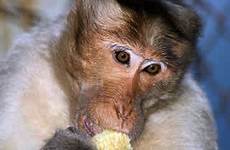breastfeeds breastfeeding monkeys freaks