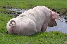 cerdo poop animale pigs prove intelligenza sorprendenti treehouse1977 piglet pensamiento cerdos varken rhinos having