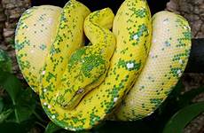 snakes pythons anaconda viridis morelia morphs breeders veterinaire reptile roleplay olympus mount