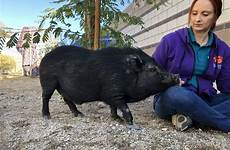 potbelly pigs pot belly adoption foundation animal unusually fee sheltered number high motivated said very re food they