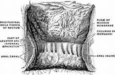 canal rectum morgagni cavity valves
