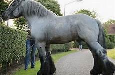 horses draft biggest breeds heavy worlds
