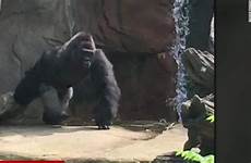 gorilla drags