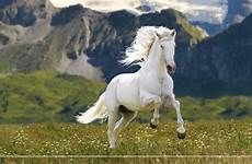 white horses wallpapers horse wallpaper beautiful backgrounds