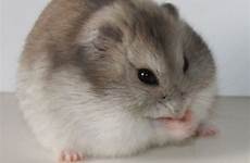 hamster hamsters dwarf robo