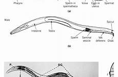 anatomy hermaphrodite caenorhabditis elegans biology gonad vulva distal molecular male pharynx features