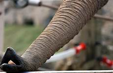 trunks trunk elephants surprising newsforkids