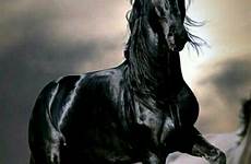 stallion caballos cuadros thunder