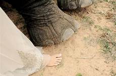 safari popsugar elephants african south wedding