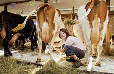 milking barn cows dissolve irishmirror himself bucket d1061