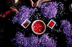 saffron zafferano rempah afghanistan termahal marlies primaberita crocus pigments separate herat rp70 juta hingga aromatiche maison stigma paint jezebel