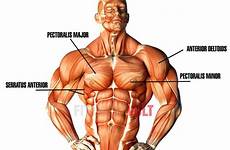 pec muscles fitnessvolt involved