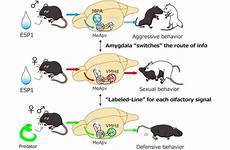 behavior sexual pheromones pheromone mice female sex brain trigger esp1 mouse neural behaviors amygdala male diagram called region there neurosciencenews