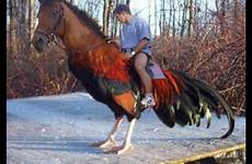 cock horse riding huge guy ban inb4 unbelievably hurry sick pick pic so