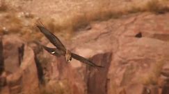 Peregrine falcon Wildlife documentary in Hindi.... ❤❤#wildlife #documentary #animalsoftiktok #informative #video #fyp #viral #foryou #unfrezzmyaccount #growmyaccount